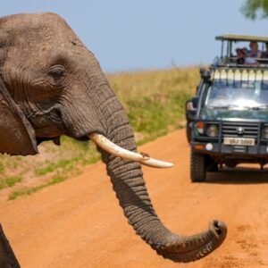 Large African elephant crossing a dirt safari road beside a game drive vehicle in Uganda