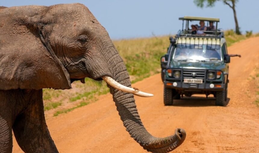 How to Combine Gorilla Trekking and Safari in One Uganda Trip