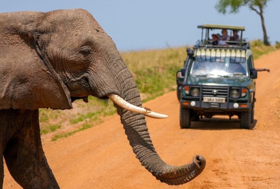 Large African elephant crossing a dirt safari road beside a game drive vehicle in Uganda