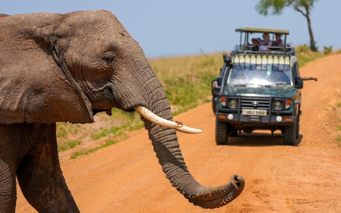 Large African elephant crossing a dirt safari road beside a game drive vehicle in Uganda