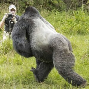 A mountain gorilla silverback in mid-motion during a bluff charge, demonstrating the speed and power these primates possess.