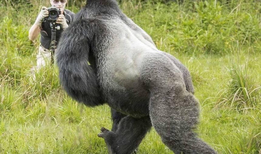 How Hard Is Gorilla Trekking? Fitness, Terrain & What to Expect