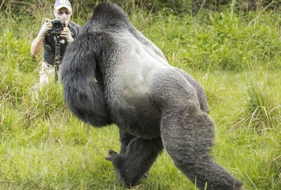 A mountain gorilla silverback in mid-motion during a bluff charge, demonstrating the speed and power these primates possess.