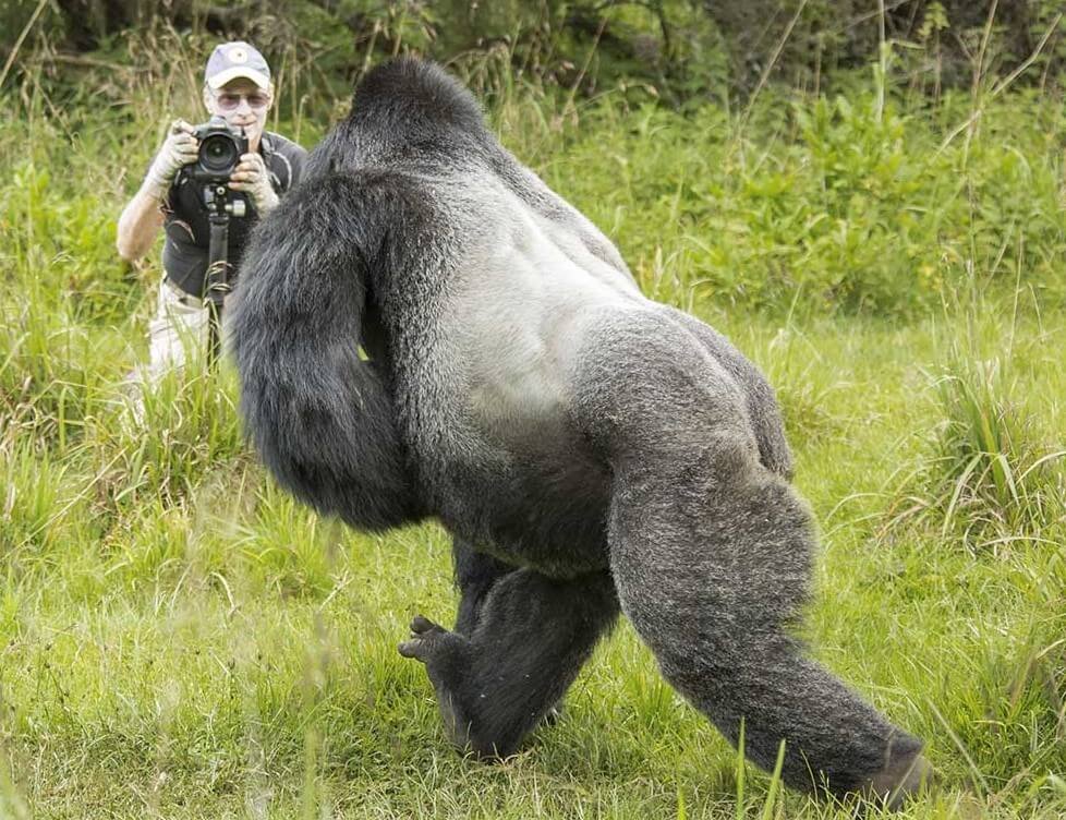 A mountain gorilla silverback in mid-motion during a bluff charge, demonstrating the speed and power these primates possess.