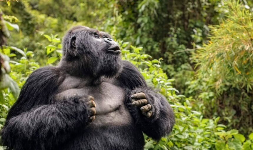 Why Do Gorillas Beat Their Chests? Gorilla Behaviour Explained