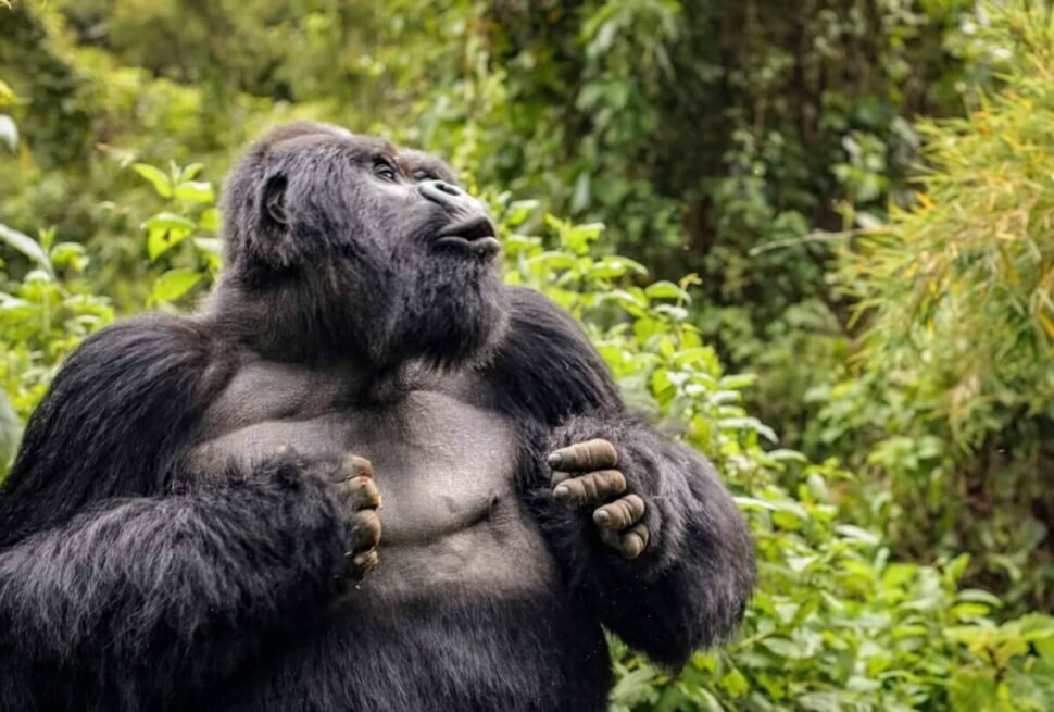 A powerful silverback mountain gorilla standing upright and beating its chest in a display of dominance within a lush Ugandan forest.