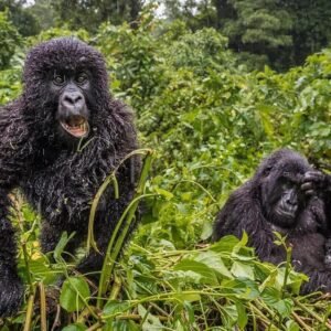 Mountain gorillas sitting in rain in Bwindi Impenetrable Forest during wet season