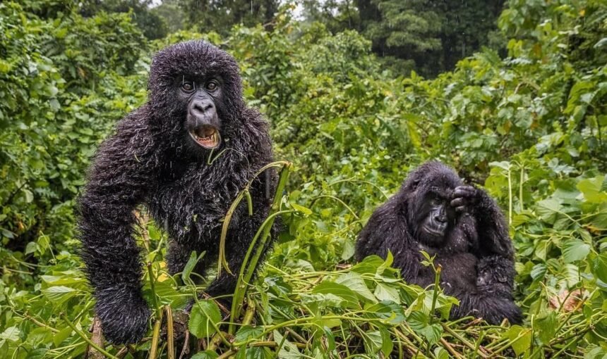 How Many Mountain Gorillas Are Left? The Conservation Story