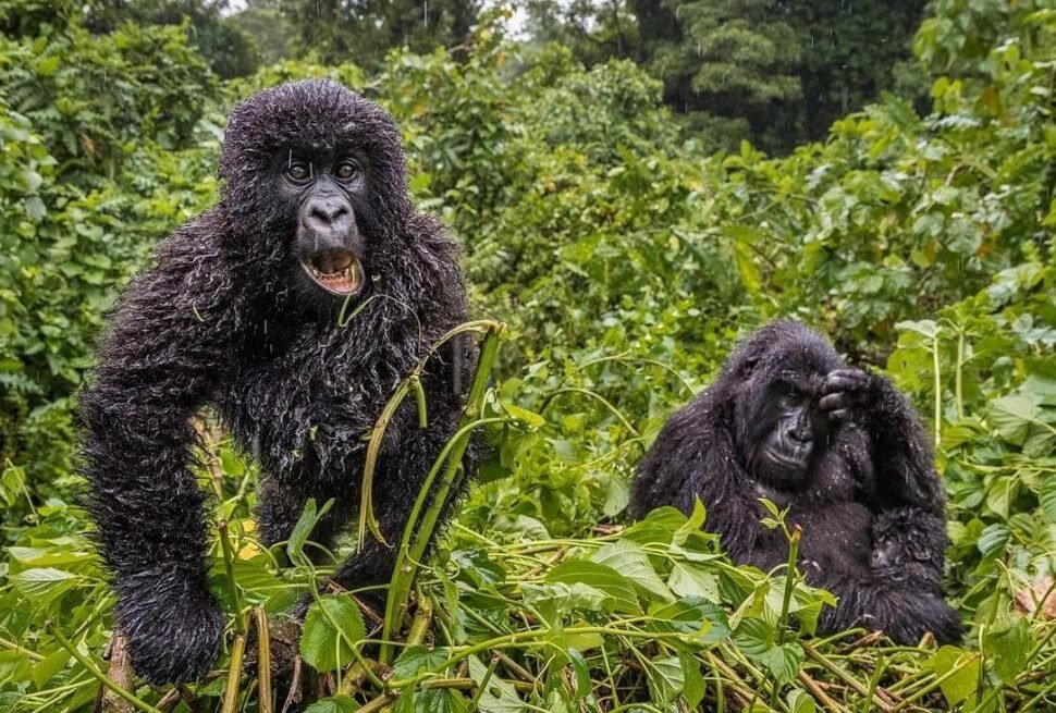 Mountain gorillas sitting in rain in Bwindi Impenetrable Forest during wet season