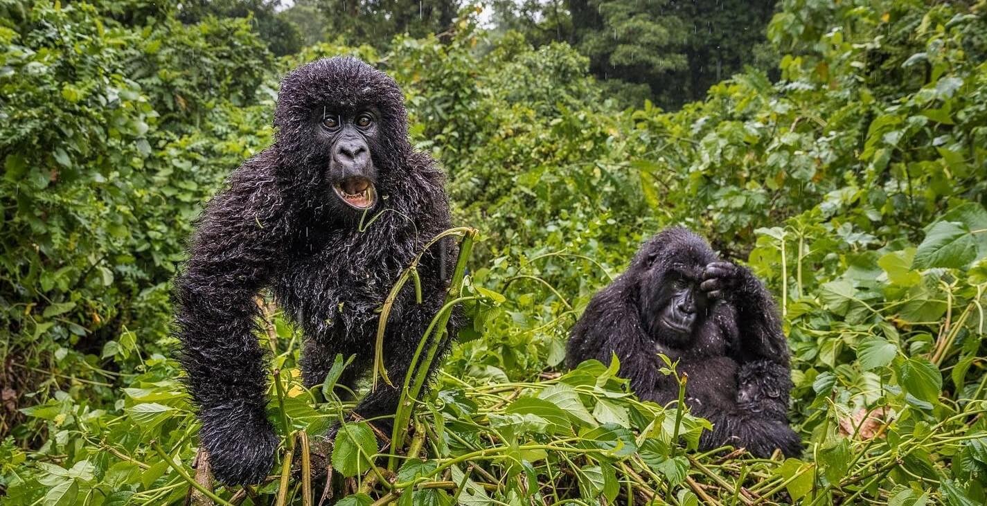 Mountain gorillas sitting in rain in Bwindi Impenetrable Forest during wet season