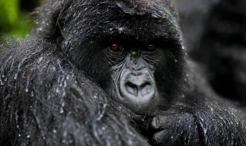 Is Gorilla Trekking Worth It? The Real Value of the Price