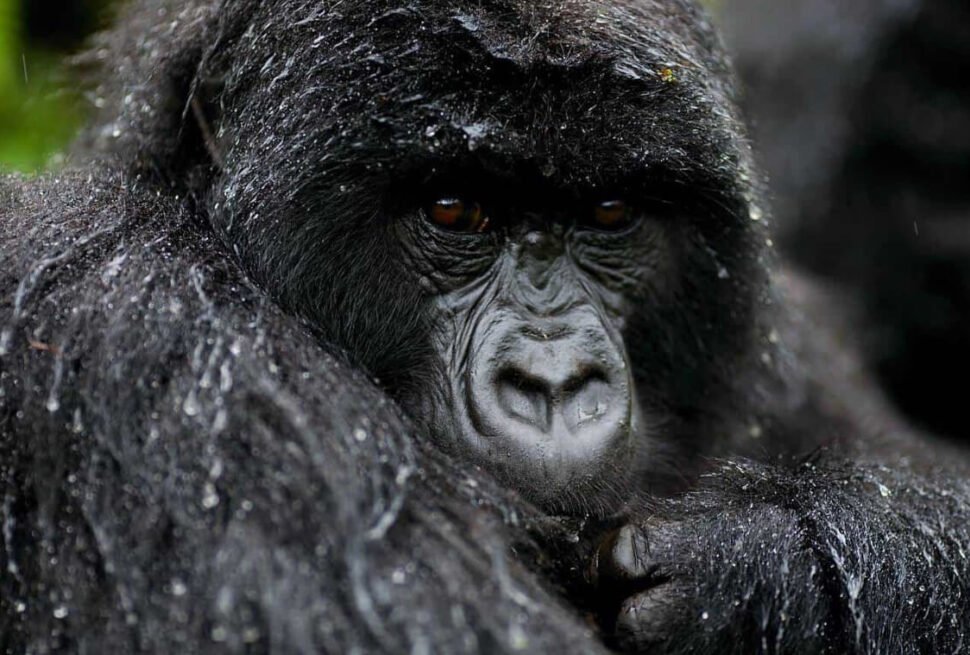 Close-up of a mountain gorilla's face in wet season rain, Bwindi Impenetrable Forest