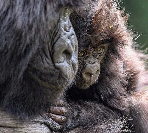 Mother mountain gorilla cradling her infant in Bwindi Impenetrable Forest