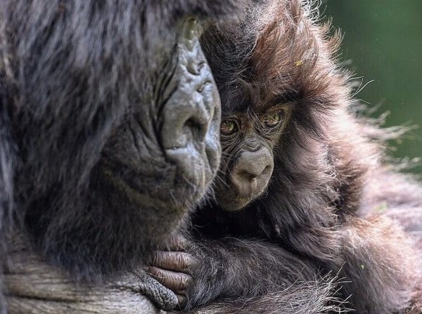 Mother mountain gorilla cradling her infant in Bwindi Impenetrable Forest