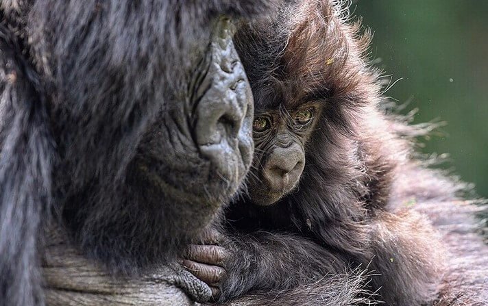 Mother mountain gorilla cradling her infant in Bwindi Impenetrable Forest