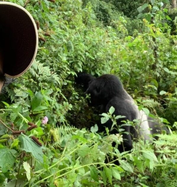 smiling man taking a careful selfie with a mountain gorilla visible in the background greenery.
