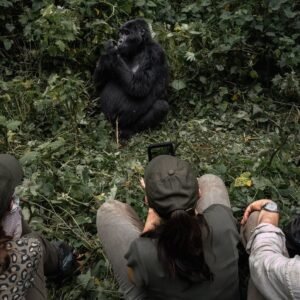 A group of tourists sitting quietly on the forest floor, observing a mountain gorilla just a few meters away.