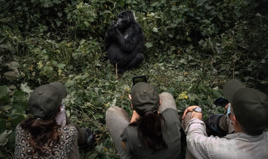A group of tourists sitting quietly on the forest floor, observing a mountain gorilla just a few meters away.