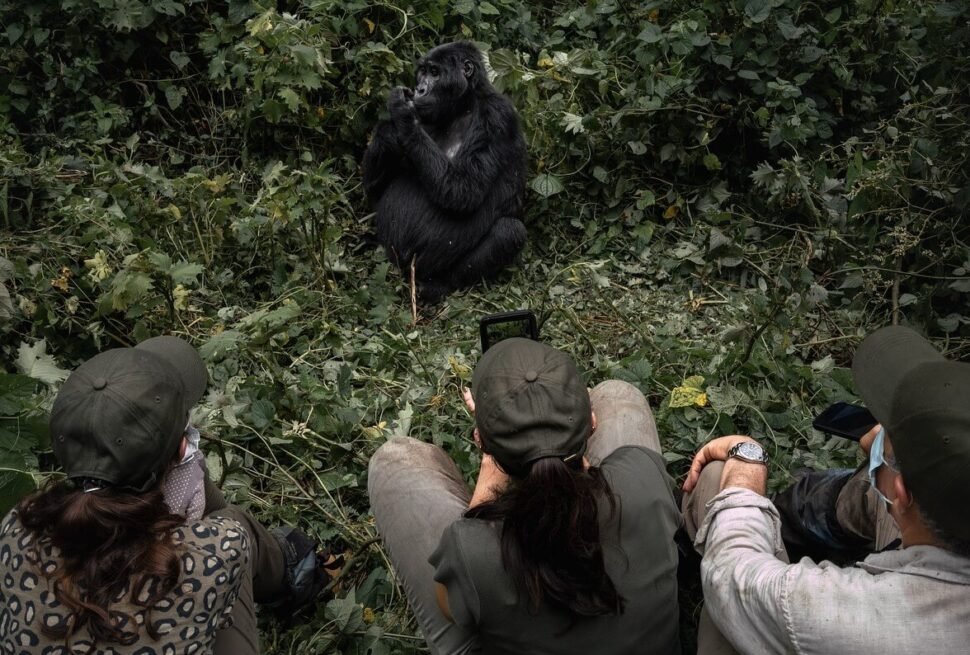 A group of tourists sitting quietly on the forest floor, observing a mountain gorilla just a few meters away.