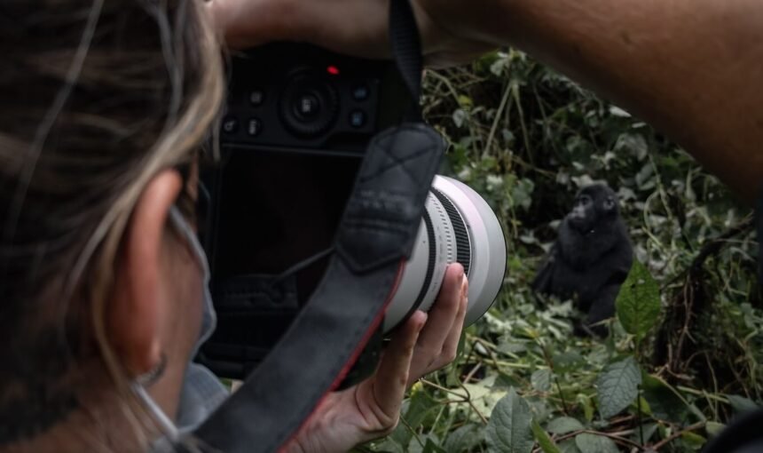 Over-the-shoulder shot of a photographer using a professional camera to capture a mountain gorilla in the wild.