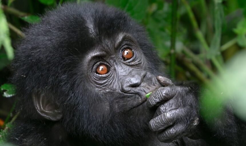 Gorilla Trekking in Bwindi Impenetrable Forest