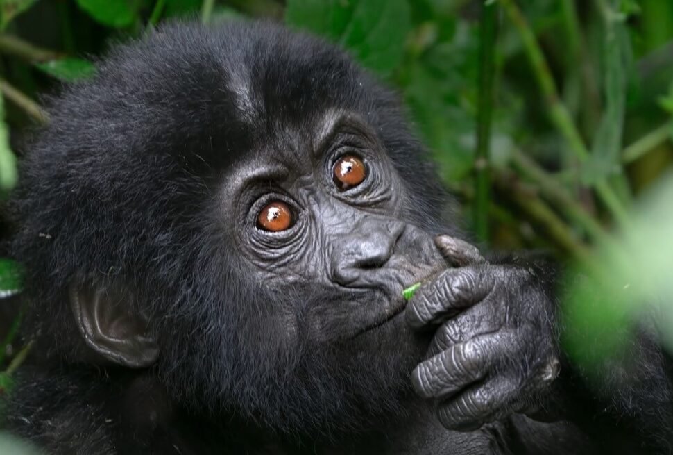 A young mountain gorilla curiously nibbling on a leaf while looking upward in the rainforest.