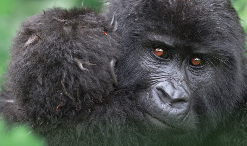 Close-up of a mountain gorilla’s face in the dense foliage of Bwindi, showing a thoughtful expression and detailed facial features.