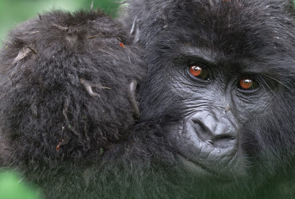 Close-up of a mountain gorilla’s face in the dense foliage of Bwindi, showing a thoughtful expression and detailed facial features.