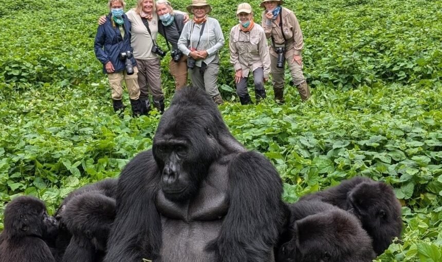 A massive silverback gorilla sitting in a clearing with several smaller gorillas, while a group of trekkers watches from the background.