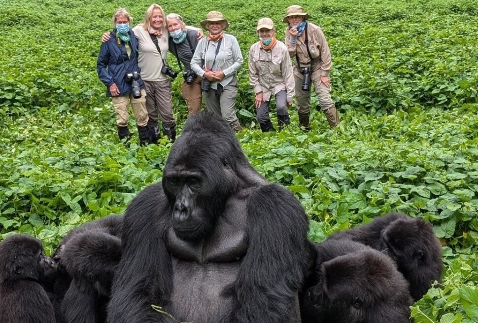 A massive silverback gorilla sitting in a clearing with several smaller gorillas, while a group of trekkers watches from the background.