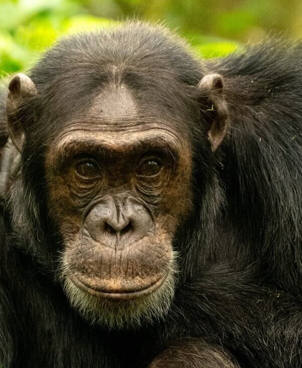 An older adult chimpanzee photographed up close in the forest of Kibale National Park