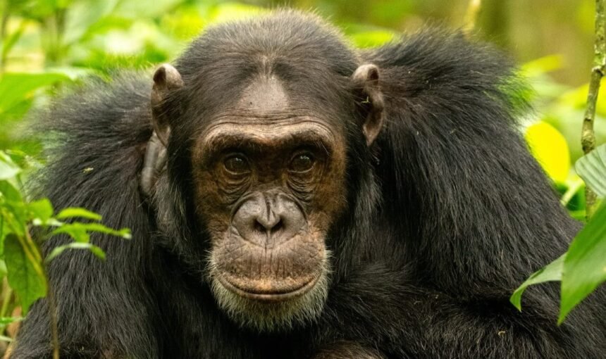 An older adult chimpanzee photographed up close in the forest of Kibale National Park
