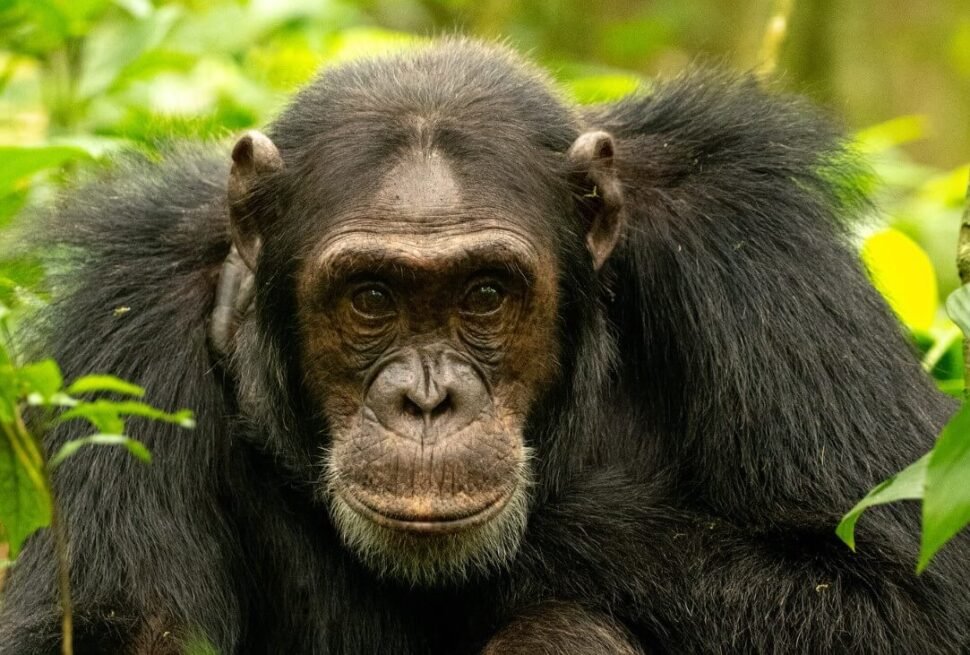 An older adult chimpanzee photographed up close in the forest of Kibale National Park