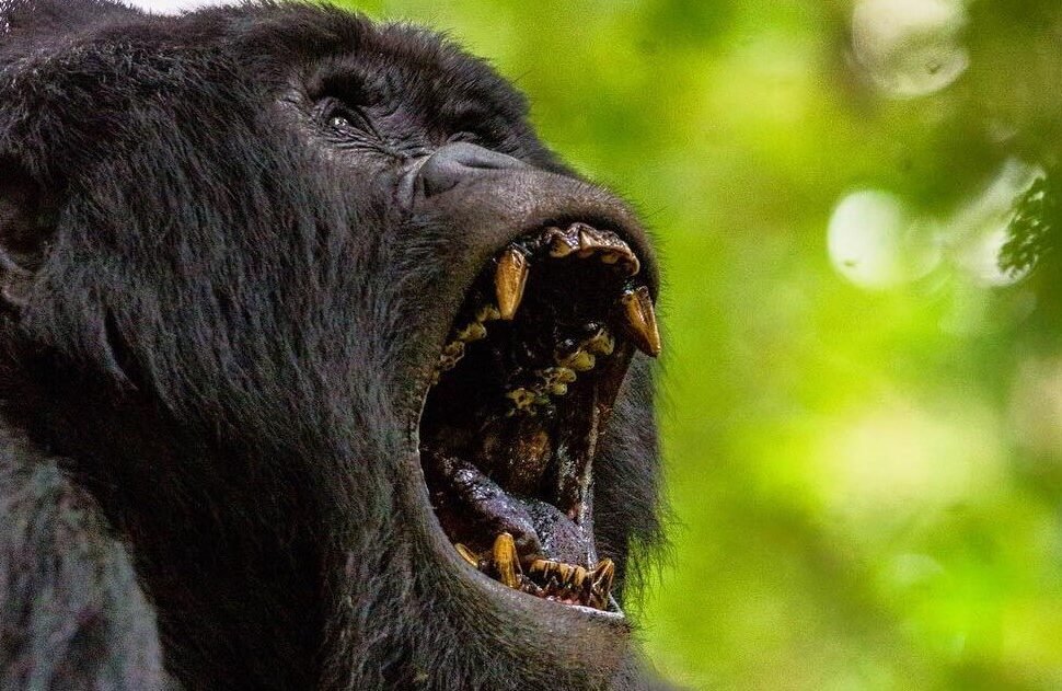 Silverback mountain gorilla displaying open-mouth threat gesture in Bwindi Impenetrable Forest
