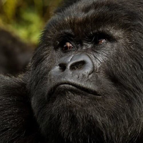 4-Day Double Gorilla Trekking Safari in Bwindi