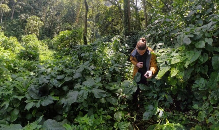 How Long Does Gorilla Trekking Take? Trek Duration Explained