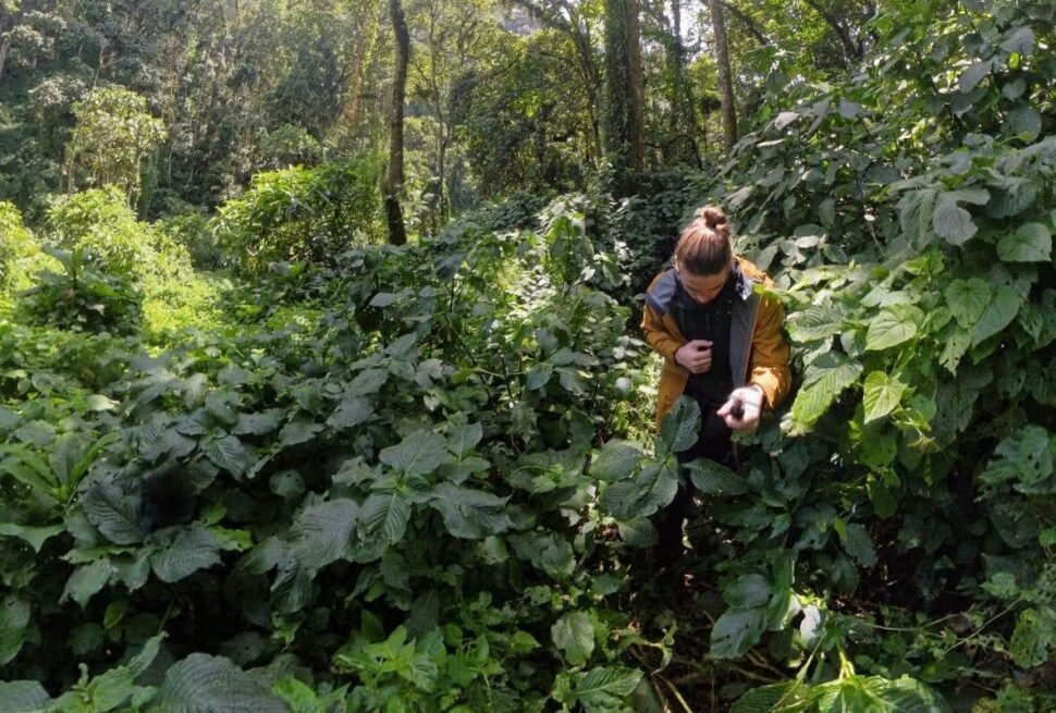 A hiker navigating through dense, tangled tropical vegetation and thick ferns in the heart of the Ugandan rainforest.
